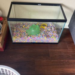 Fish Tank 