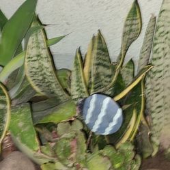 $1 Plants. Snake, Lillies, Bamboo Clippings, Dragon Fruit Clippings, Plummeria Clippings 