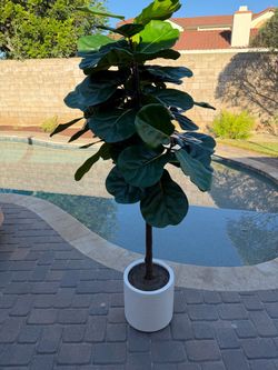 Large Fiddle Leaf Fig Tree in White Pot