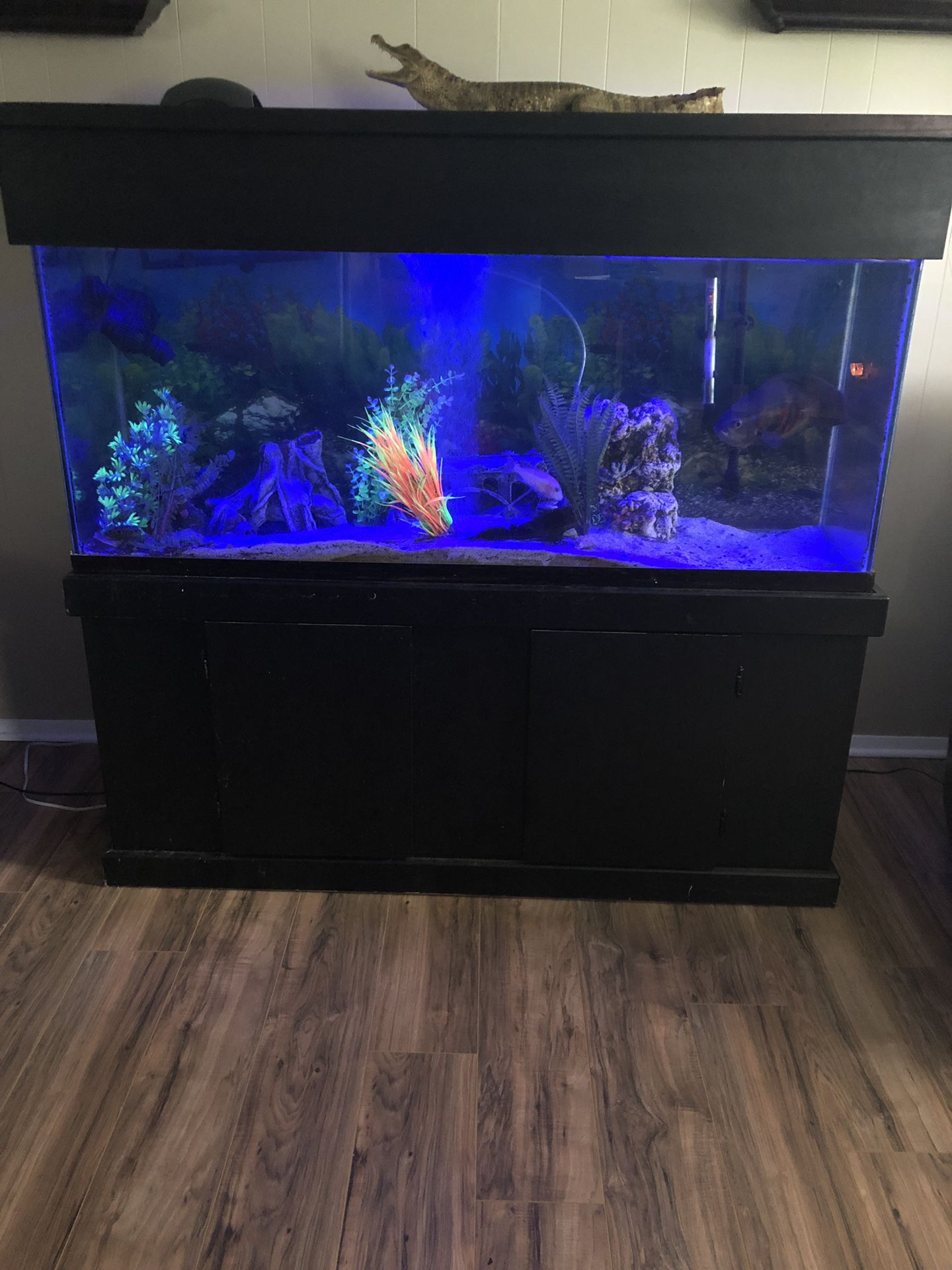Aquarium 150 gallons custom stand and canopy tank and fish all