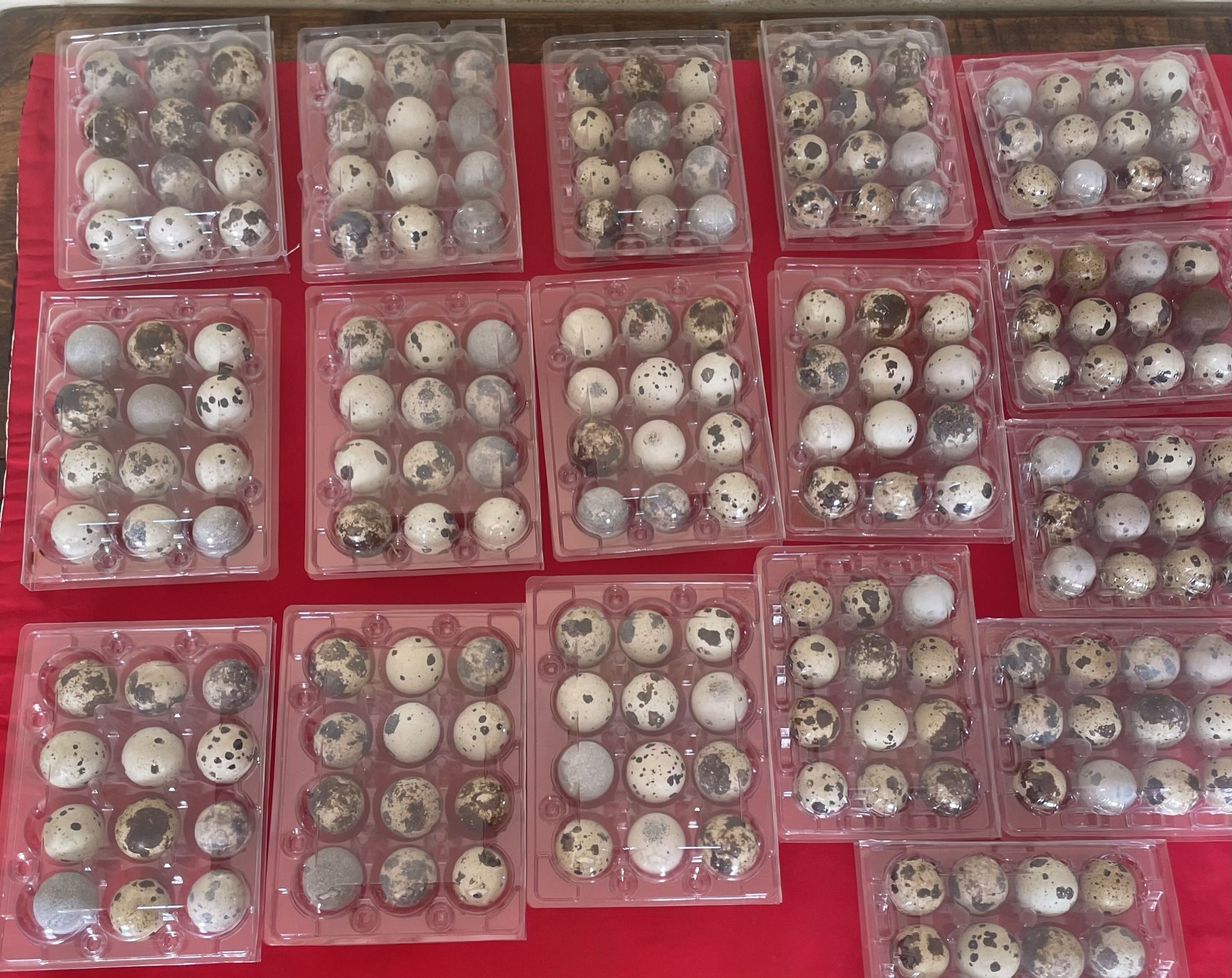  Quail Eggs For Sale $ 2.00 Each See More Pictures 
