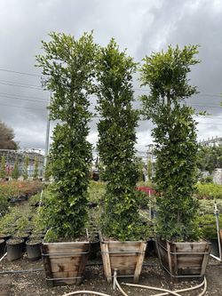 Ficus Nitida Indian Laurel Hedge