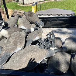 Bigfoot Goose Decoys