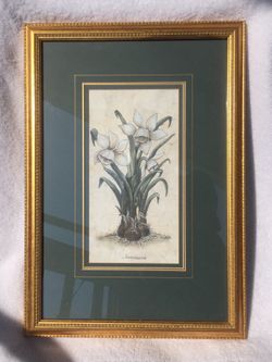 Framed Print “Narcissus”