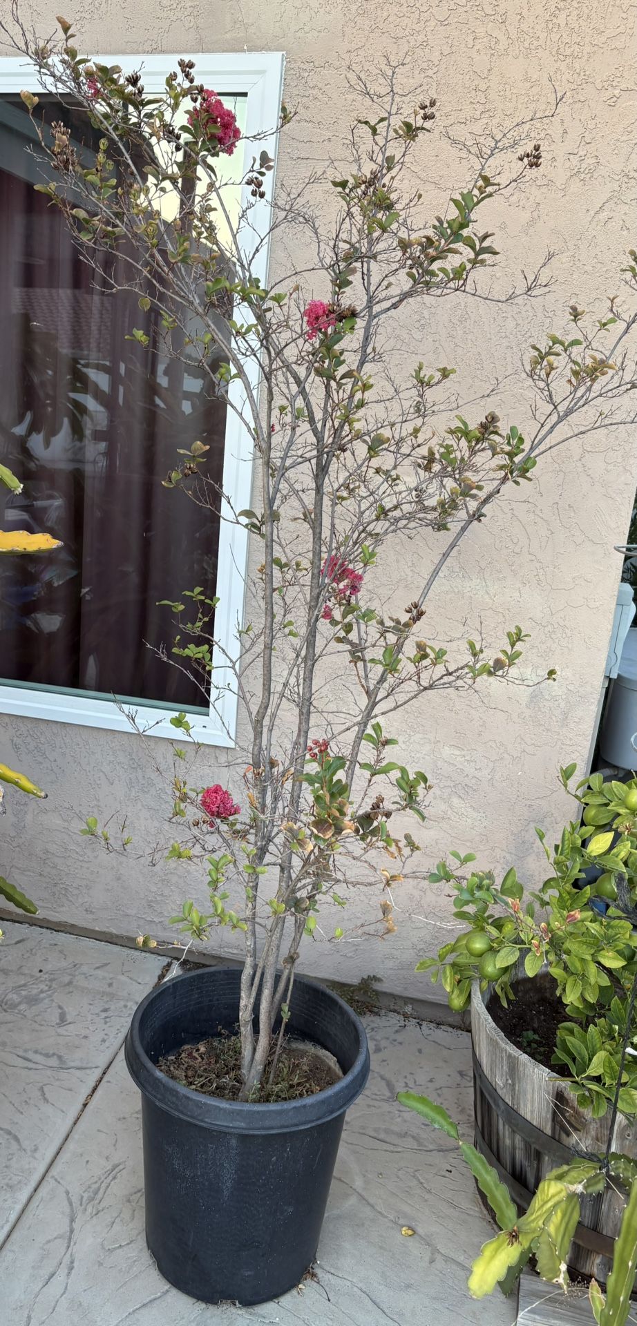 Crape Myrtle Tree