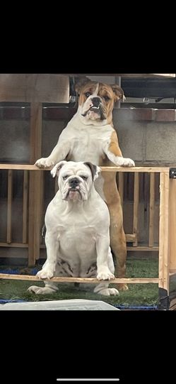 Bulldogs 