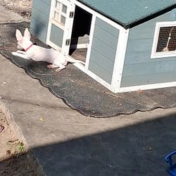 Tea Cup  Chawawa And House 150$