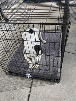 Dog cage