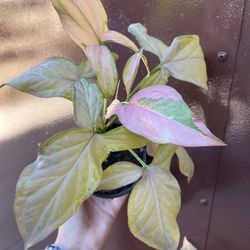 Rare Syngonium Pink Schott In 4” Pot