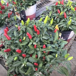 2 Thai Very Hot Red Pepper Seedling Plants Fully Rooted W Fruits