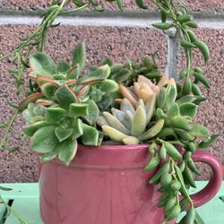 Succulent Arrangement