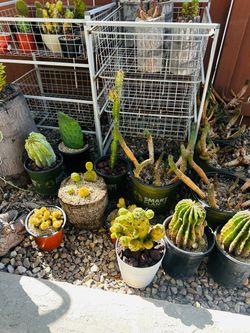 Cactus