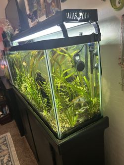55 gal tank