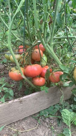 Organic tomato
