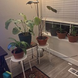 Plants