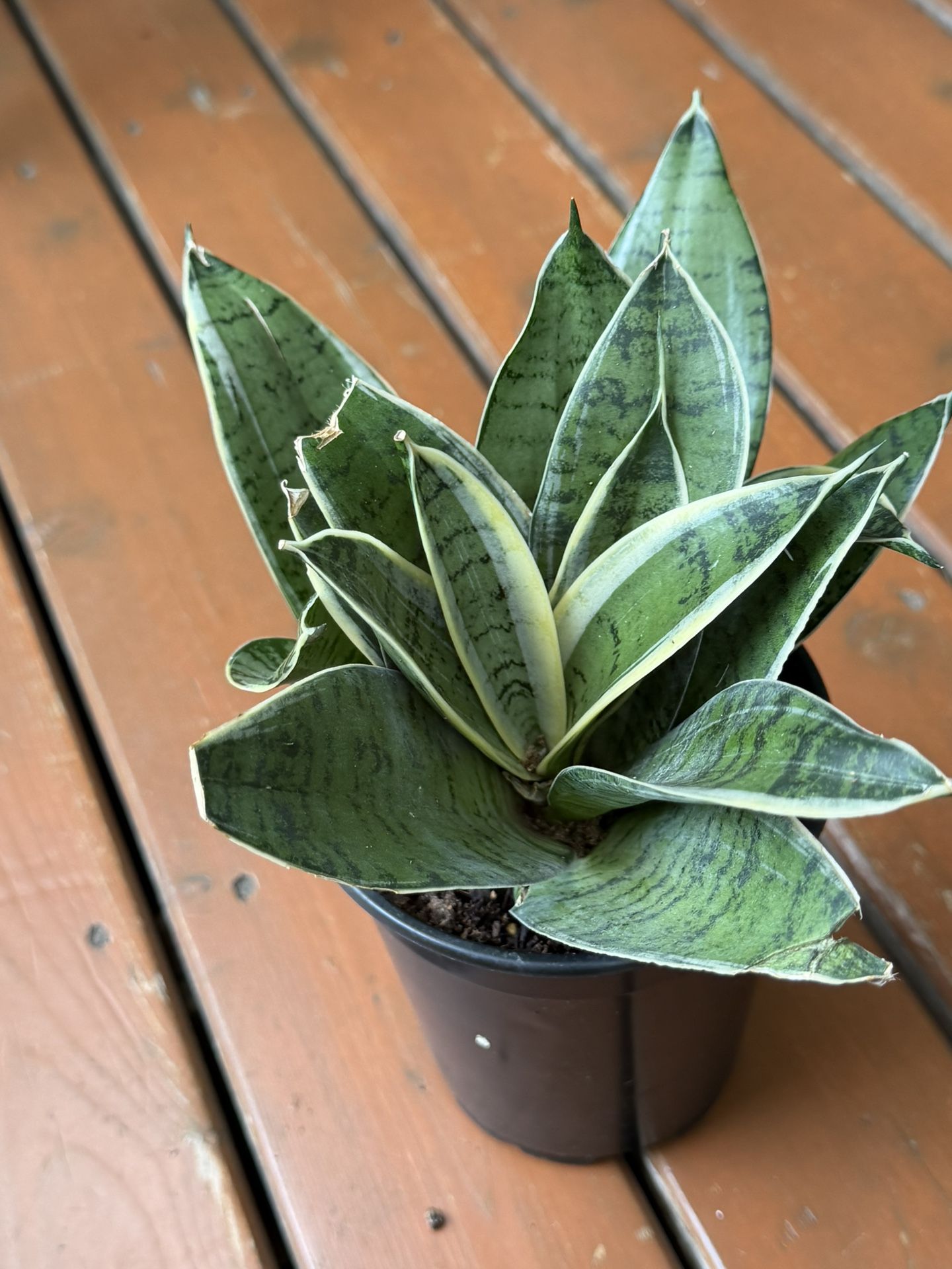 Moonshine Snake Plant