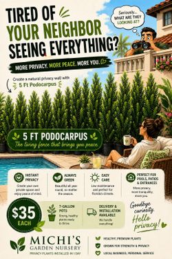 Huge Podocarpus 5 feet Tall! Excellent For Privacy!!!