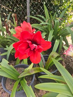 Amaryllis Plants