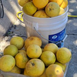 Organic sweet grapefruit