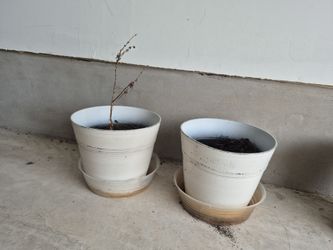 Medium size plastic pots