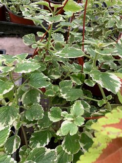 Creeping charlie plant