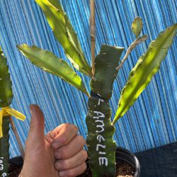 Many Rooted Dragon Fruit Available Rare Varieties 