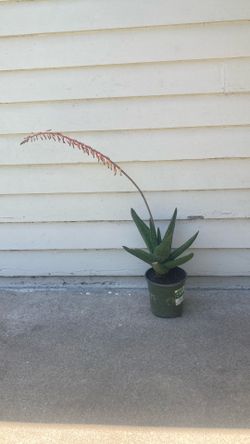 Aloe Vera without thorns