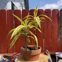 Dracaena Reflexa - Song of India