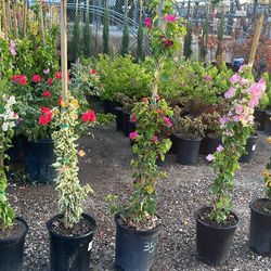 Bougainvillea