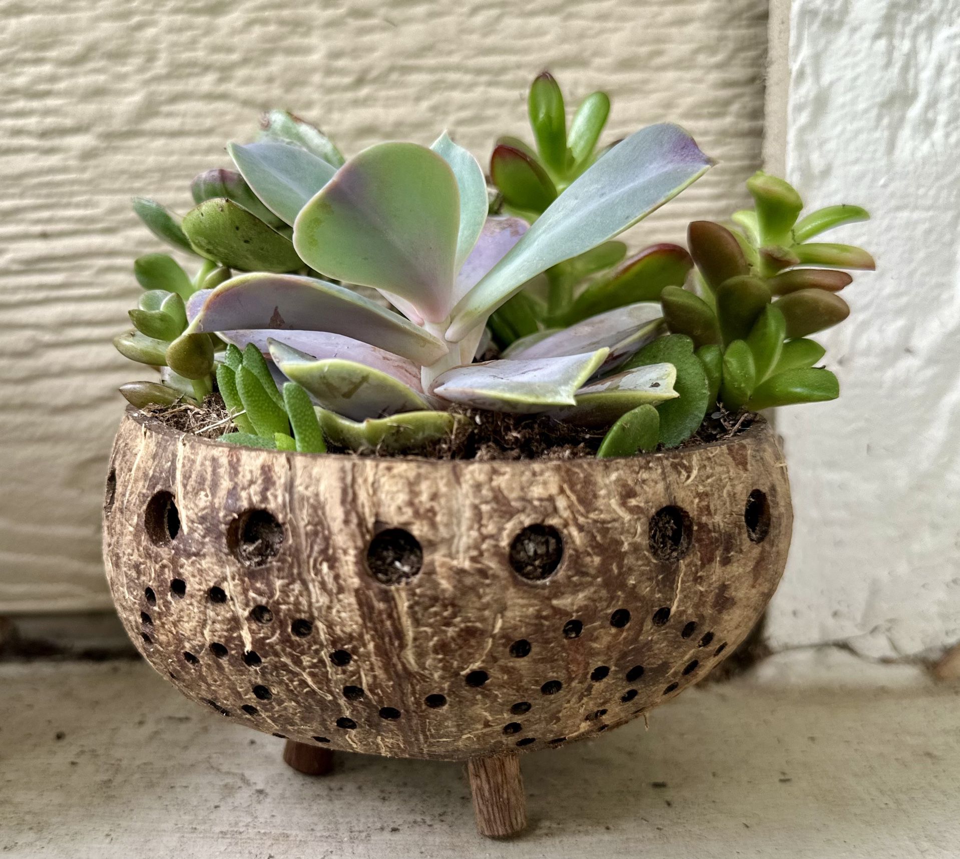 Mix Succulents And Coconut Shells Pot