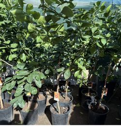 Cara Cara Red Navel Orange 🍊 Trees 4F !55 Each Price Firm