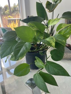 POTHOS PLANT