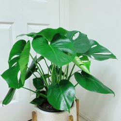 Beautiful Monstera Deliciosa Plants - 11” Nursery Container - Plant Only - Ceramic Pot Not Including 