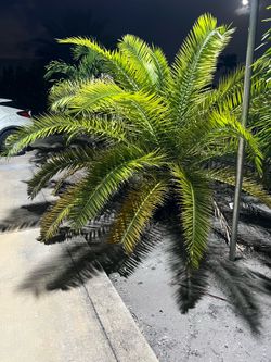 Canaria plant for sale $100