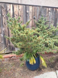 Japanese white pine bonsai tree