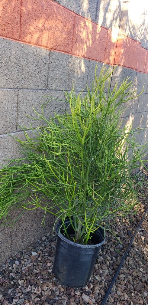 Desert Plants/ Succulent/ Pencil Cactus Plant
