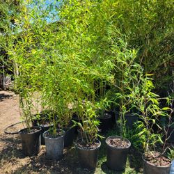 Bamboo Tree