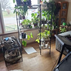 Plant Stand With Lights