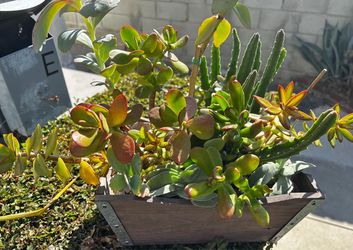 Nice Arrangement Of Different Small Succulents Including A Stapelia Star Fish In Small Wooden Box