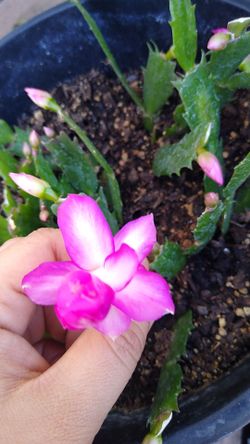 Christmas cactus