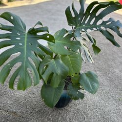 Monstera 