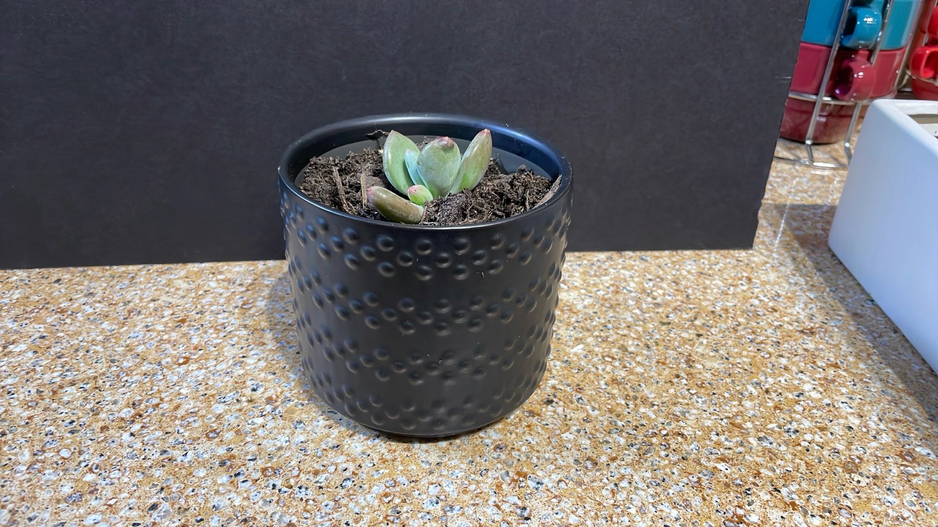 Live Succulent Plant Gift For Any Occasion
