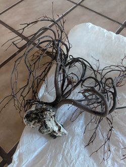 Real Sea Coral Natural Variety