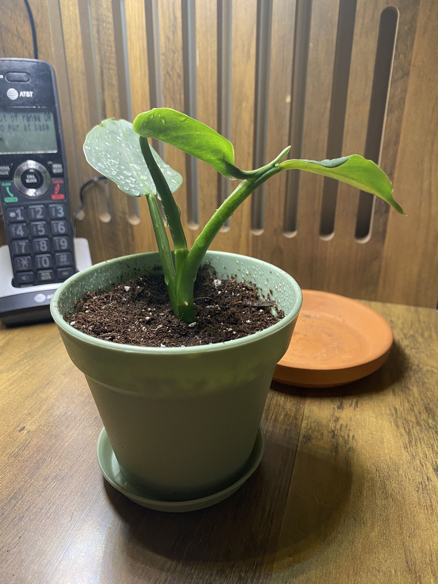 Philodendron Hastatum Silver Sword - 4” Pot