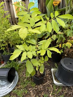 Ackee Plant From Seed