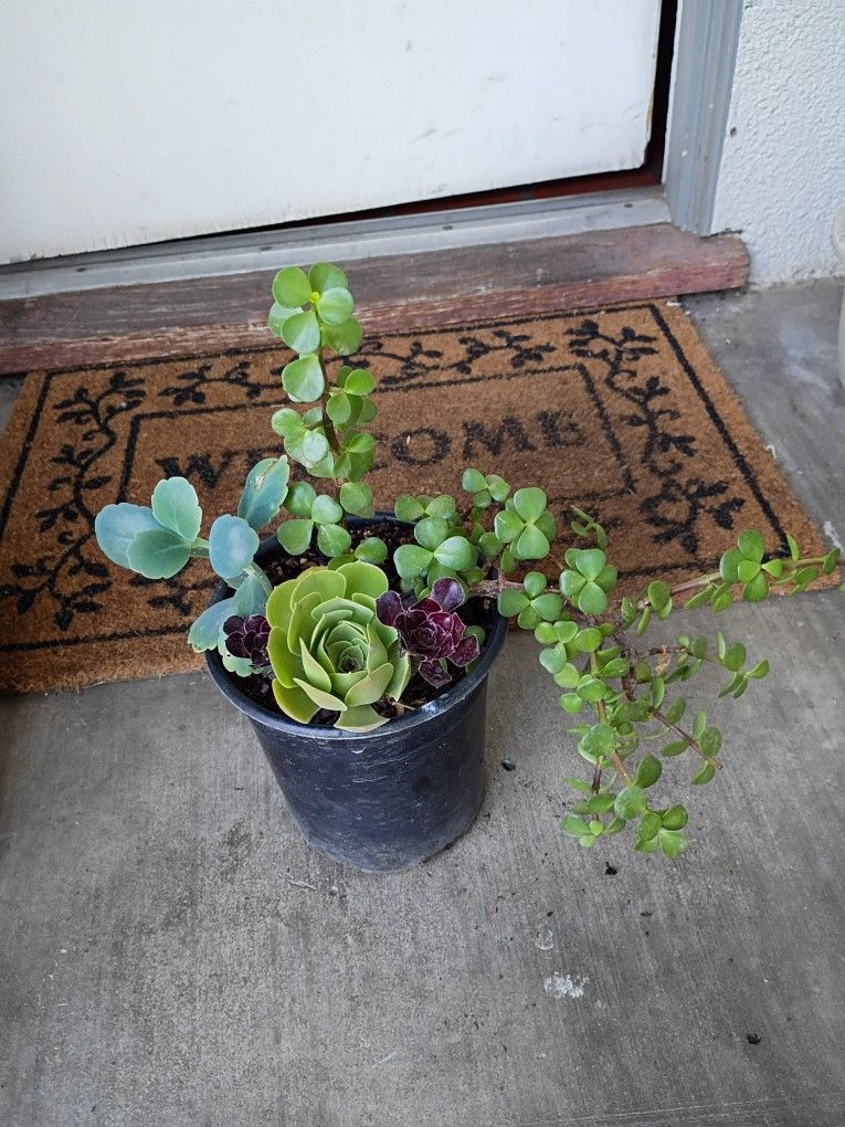 Succulents