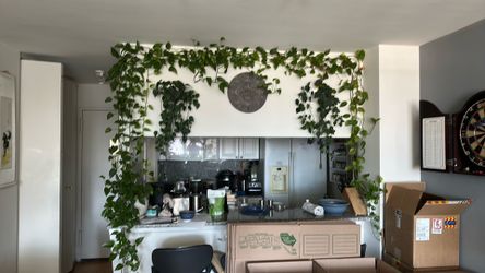 Lots of plants for sale