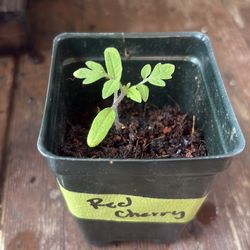 Large Red Cherry Tomato Plant
