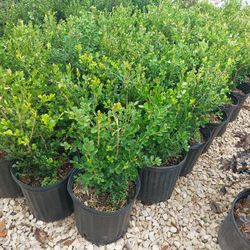 Boxwood 