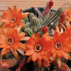 6” peanuts cactus